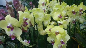 cvece-orhideje-zute