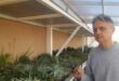 Boban iz Niša, jedan je od najvećih kolekcinara i uzgajivača kaktusa